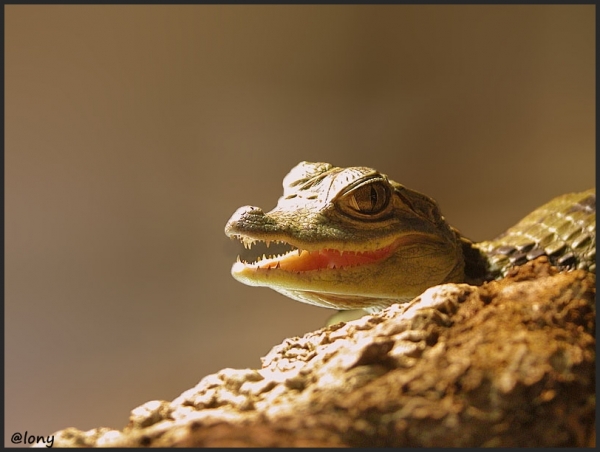 Schnie, schna , schnappi das kleine Krokodiel