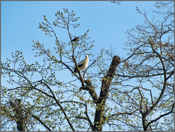 Und der Frühling ist schon da