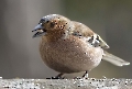 Buchfinken sind zwar Körnerfresser