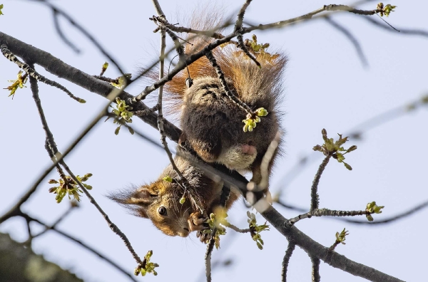 Ganz oben im Baum gab es heute ein