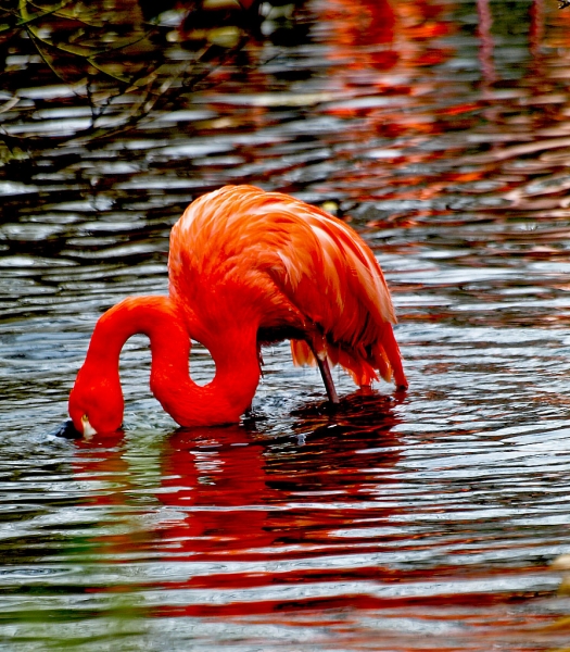 Im Zoo Krefeld