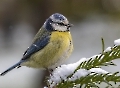 Der Schnee scheint die Meisen nicht zu stören