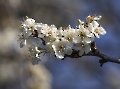 Die Apfelblüte ist schon fast vorbei