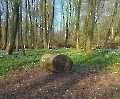 Frühling im Wald Poppenbüttel