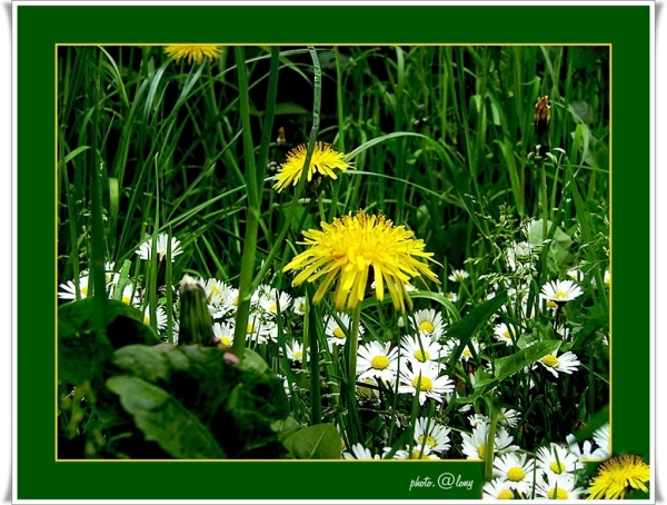 Bei uns auf der Wiese