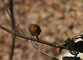 Na auch im Wald?