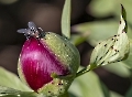 Da an Pfingsten die Pfingsrosen knapp werden könnten