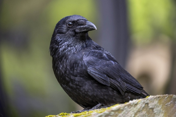 Sie bleibt meist im  Schatten