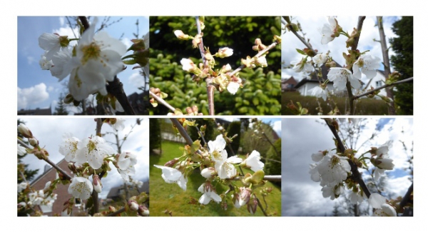 Verschiedene Kirschblüten...