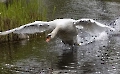 Da kam eine Ente den Jungen zu nahe