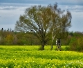 Rapsfeld im Mai