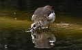 Auch eine Nilgans hat mal Durst