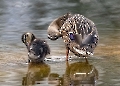 Auch kleine Enten müssen sich putzen