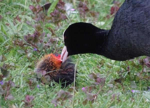 Füttern Bleßhuhn