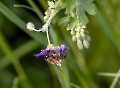 So ein leckerer Blüten-Nektar