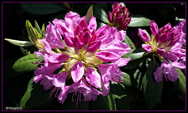 Rhododendronbusch in