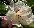 Rhodo-Blüte