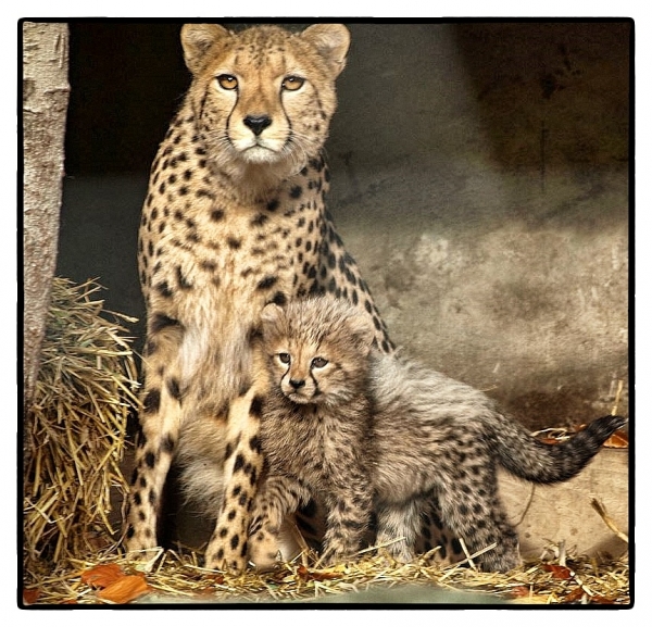 Gebhardenmutti aus dem Krefelder Zoo