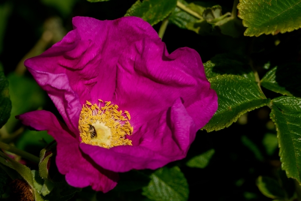 Blüten und Ihre Bewohner