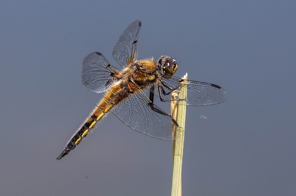 Vierfleck nennt sich diese goldfarbene Libelle