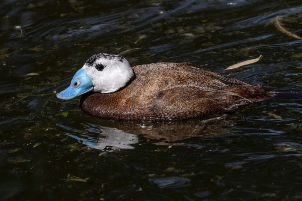 Wer zu lange im Wasser bleibt