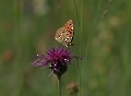 Coronis-Perlmutterfalter