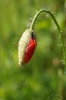 der Klatschmohn