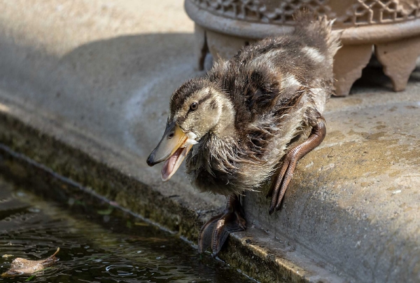 Die kleinen Enten lernen schnell