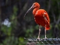 Der rote Ibis hat wirklich ein sehr kräftiges Rot.