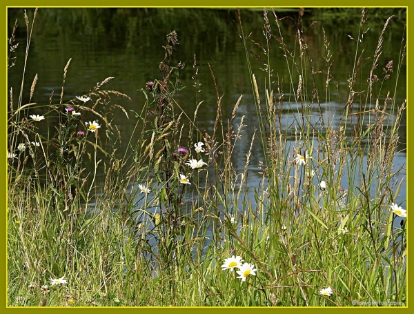 Sommerwiese am Bach