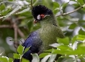 Das ist ein Grüner Turaco