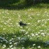 Was für ein Vogel ist es???