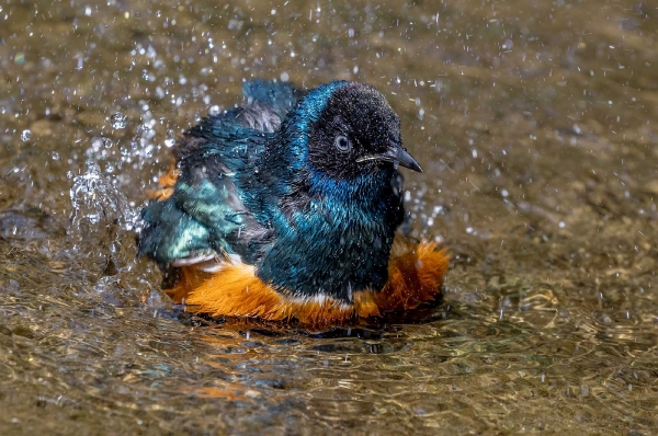 Endlich hat das Freibad wieder geöffnet!