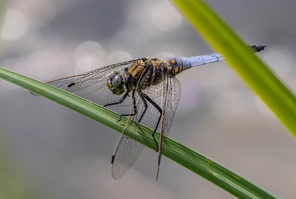 Das ist eine männliche Plattbauch Libelle