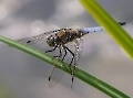 Das ist eine männliche Plattbauch Libelle