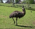 Etwas grösser wie der Emu, darum