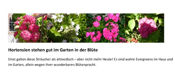 Hortensien blühen wunderbar