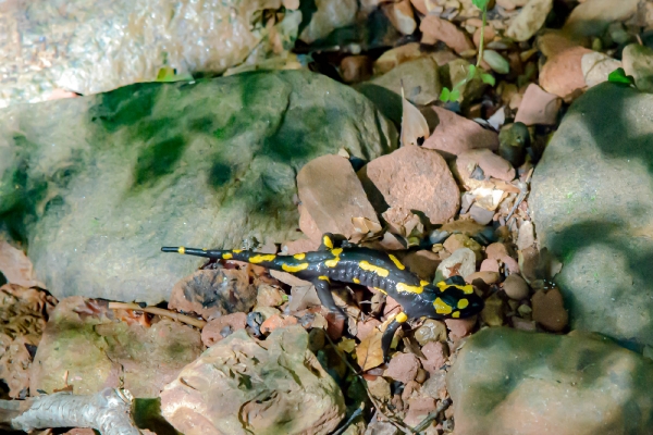 Feuersalamander