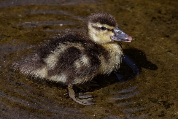 Das ist eine kleine Nonnengans