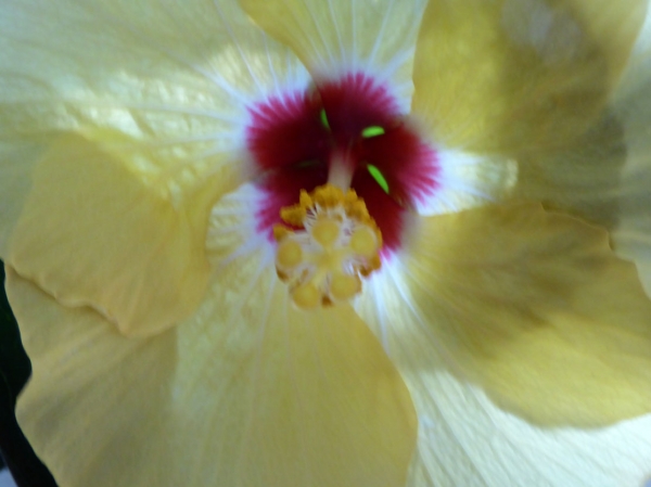 Hibiskusblüte