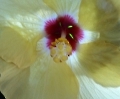 Hibiskusblüte