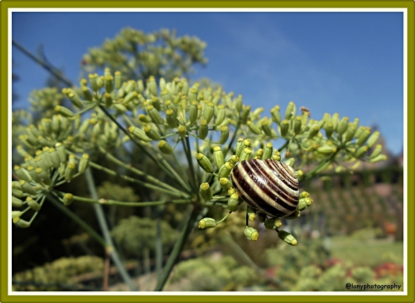 Auch Schnecken mögen Fenchel *grins **