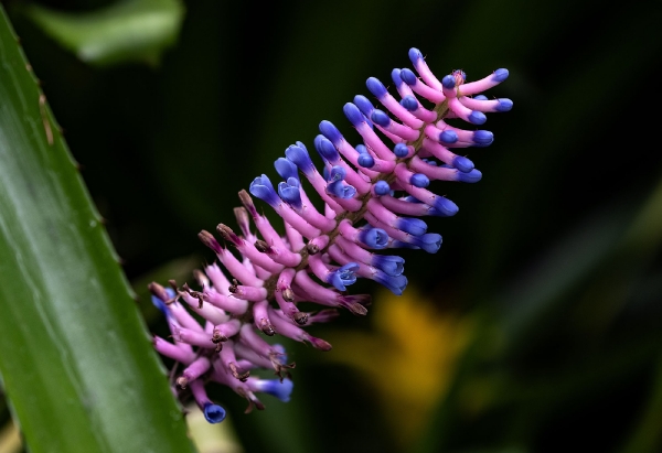 Das ist eine Aechmea 'Blauer Tango'