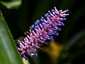 Das ist eine Aechmea 'Blauer Tango'