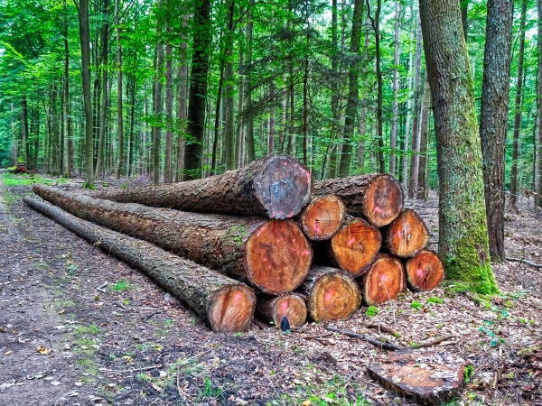 Weg der langen Stämme