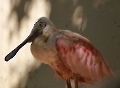 Rosalöffler im Zoo in Augsburg