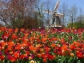 Keukenhof im Frühjahr