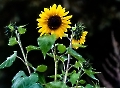 Sonnenblumen