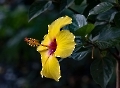 Einen gelben Hibiskus 