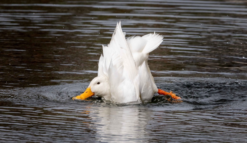 Yoga ist bei den Enten